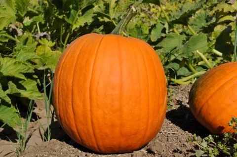 Pumpkin patch for halloween Fotos de archivo