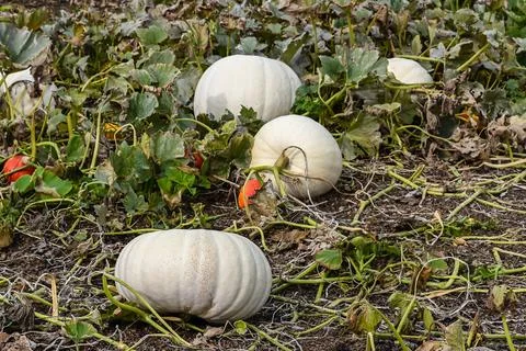 Pumpkin patch, Hampton Court Palace Stock Photos