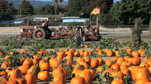 Pumpkin Patch (Hay Ride) Stock Footage 924262