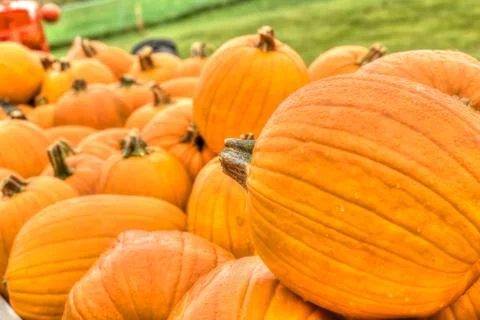 Pumpkin patch in hdr high dynamic range Stock Photos