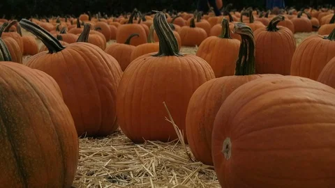 Pumpkin patch. Hundreds of pumpkins in field. Stock Footage 108132704