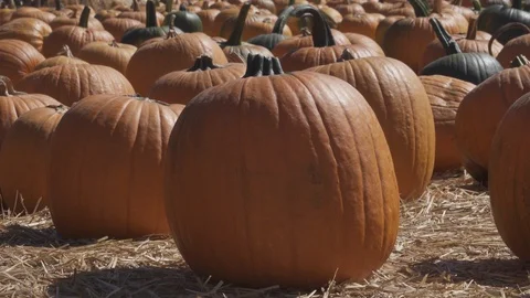 Pumpkin patch. Hundreds of pumpkins in field, Stockbeeldmateriaal 119285837