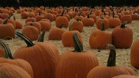 Pumpkin patch. Hundreds of pumpkins lie in a field, waiting to be bought. Stock Footage 108132635