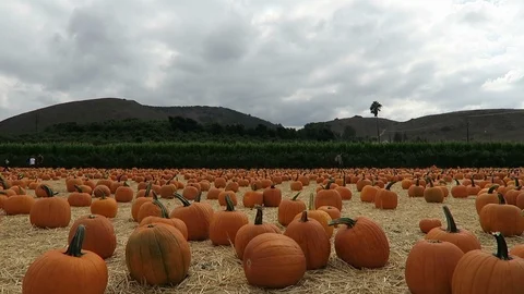 Pumpkin patch. Hundreds of pumpkins lie in a field, waiting to be bought. Stock Footage 108132668