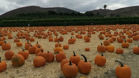 Pumpkin patch. Hundreds of pumpkins lie in a field, waiting to be bought. Stock Footage 108132681