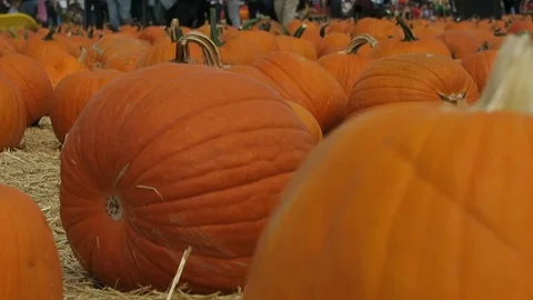 Pumpkin patch. Large pumpkins in foreground. Stock Footage 108132696
