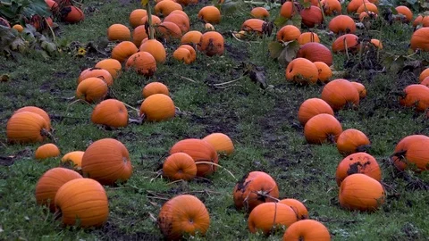 Pumpkin Patch with the Lense Pull Back 库存影片 81046485