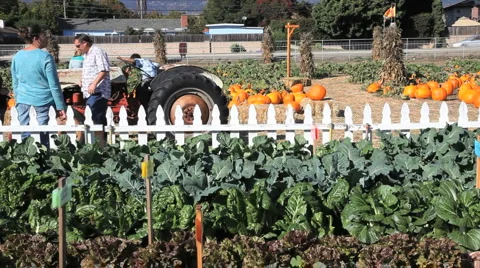 Pumpkin Patch (little boy on a tractor) Stock Footage 924304