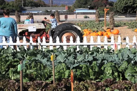 Pumpkin Patch (little boy on a tractor) Stock Footage 934578