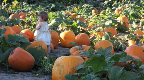 Pumpkin Patch (little girl) Stock Footage 904902