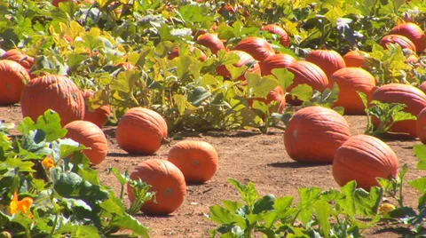 Pumpkin Patch Loop Video stock 38764398
