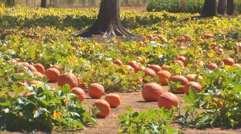 Pumpkin Patch Loop Stock Footage 38765867