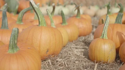 Pumpkin patch with lots of orange and white pumpkins Stock Footage 139503179