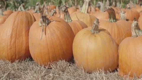 Pumpkin patch with lots of orange pumpkins in the hay Stock Footage 139503388