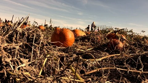 Pumpkin Patch - Low angle shot in pumpkin patch pumpkin searching in distance Video stock 109071862
