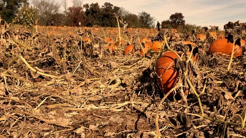 Pumpkin Patch - Low angle shot of pumpkin patch Vídeos de archivo 109072055