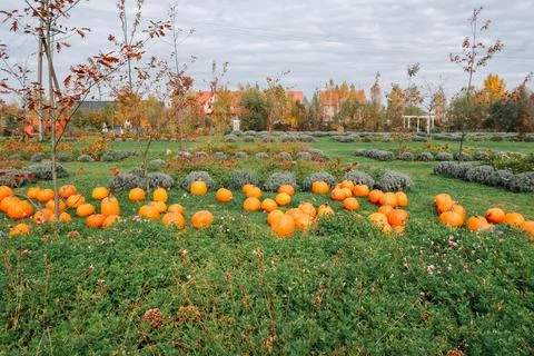 Pumpkin Patch in Lush Green Field During Autumn Stockfoto's