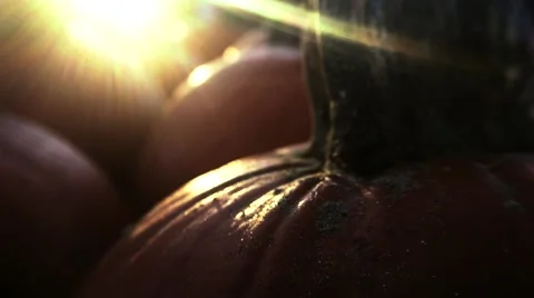 Pumpkin Patch Macro at Sunset Stock Footage 68001269