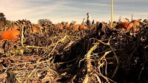 Pumpkin Patch - Mom and child in distance looking for a pumpkin Video stock 109071797