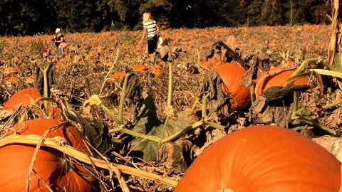 Pumpkin Patch - Moms and children in distance looking for a pumpkin Vídeos de archivo 109071887