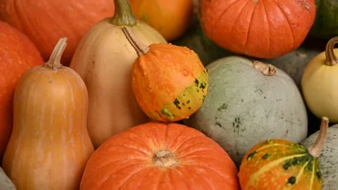 Pumpkin patch, multi size, colorful pumpkins, slider shot. 4K UHD 3840x2160 库存影片 141498981