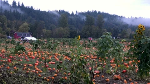 Pumpkin Patch Near Red Barn with Fog 库存影片 81046549