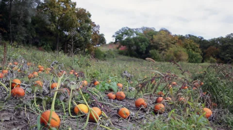 Pumpkin patch next to a cornfield Stock Footage 32153926
