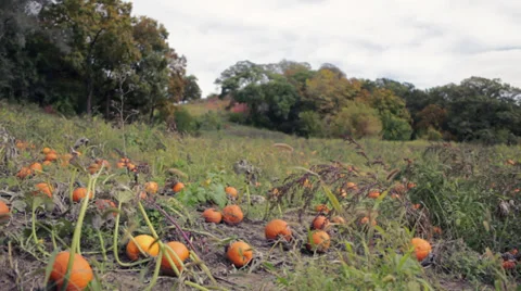 Pumpkin patch next to a cornfield Stock Footage 32154194