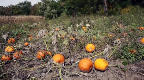 Pumpkin patch next to a cornfield Stock Footage 32154281