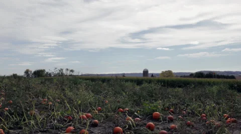 Pumpkin patch next to a cornfield Stock Footage 32154308