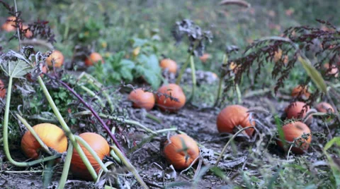 Pumpkin patch next to a cornfield Stock Footage 32154414