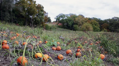 Pumpkin patch next to a cornfield Stock Footage 32155287