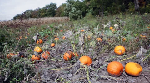 Pumpkin patch next to a cornfield Stock Footage 32155345