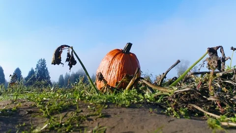 Pumpkin Patch October Halloween Title Background Ground Blue Sky Vídeos de archivo 93528827