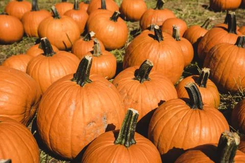 Pumpkin patch in Octorber Stock Photos