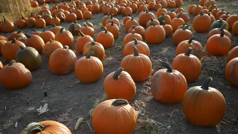 Pumpkin Patch - Orange Pumpkins Lies On The Field During Autumn Season In Stockbeeldmateriaal 140646872