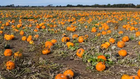 Pumpkin patch panorama Stockfoto's