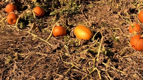 Pumpkin Patch - People enjoying a beautiful autumn day in pumpkin patch 스톡 동영상 109071839