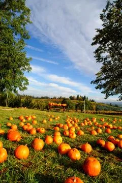 Pumpkin patch Stock Photos