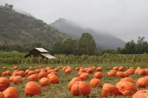 Pumpkin patch Foto stock