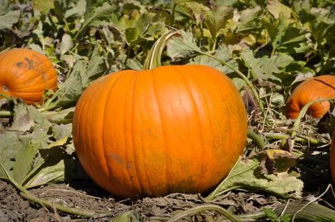 Pumpkin patch Foto stock
