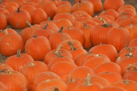 Pumpkin patch Foto stock