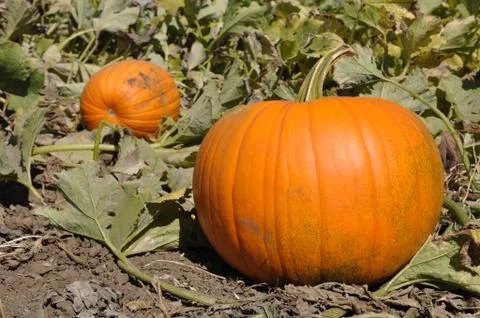 Pumpkin patch Stock-Fotos