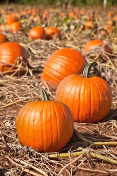 Pumpkin patch Stock Photos