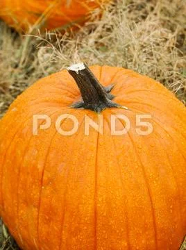 Pumpkin patch Stock Photos