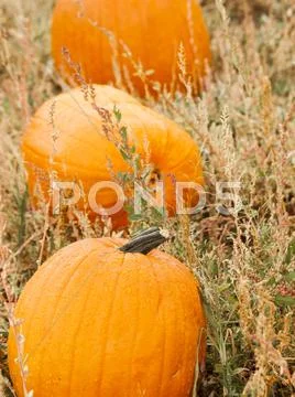 Pumpkin patch Stock Photos