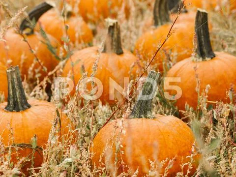 Pumpkin patch Stock Photos