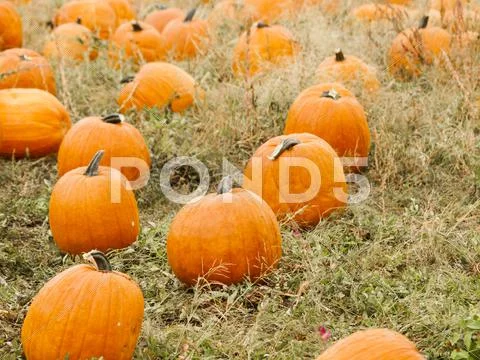 Pumpkin patch Stock Photos