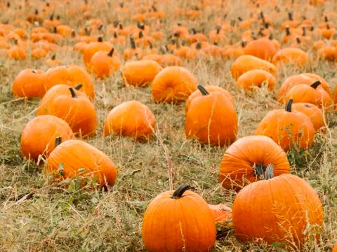 Pumpkin patch Fotos de archivo