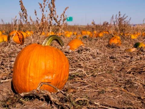 Pumpkin patch Foto stock